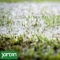 Cómo las intensas lluvias de El Niño pueden afectar a tu jardín