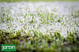 Cómo las intensas lluvias de El Niño pueden afectar a tu jardín