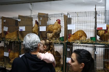 Después de varios años, volvieron las aves a la tradicional muestra del campo en La Rural