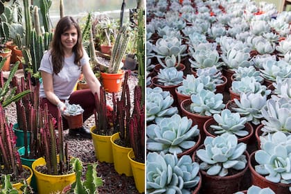 Después de vender plantas en su casa, Marisel abrió el vivero que lleva su nombre. En la foto sostiene una Echeveria laui, rodeada de coloridas macetas con Euphorbia trigona ‘Rubra’; asoman Euphorbia grandicornis.