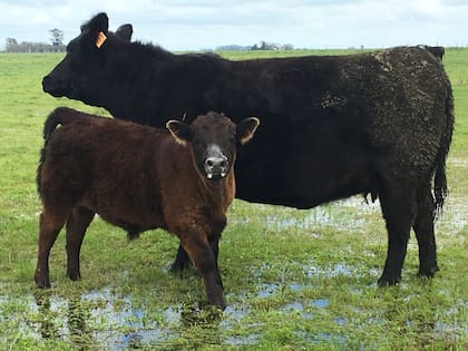Después del parto las vacas entran en anestro fisiológico; esto quiere decir que el útero no está en condiciones de generar una nueva preñez en lo inmediato