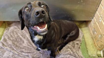 Después del traumático viaje, Bluebell está bajo tratamiento veterinario para superar la ansiedad