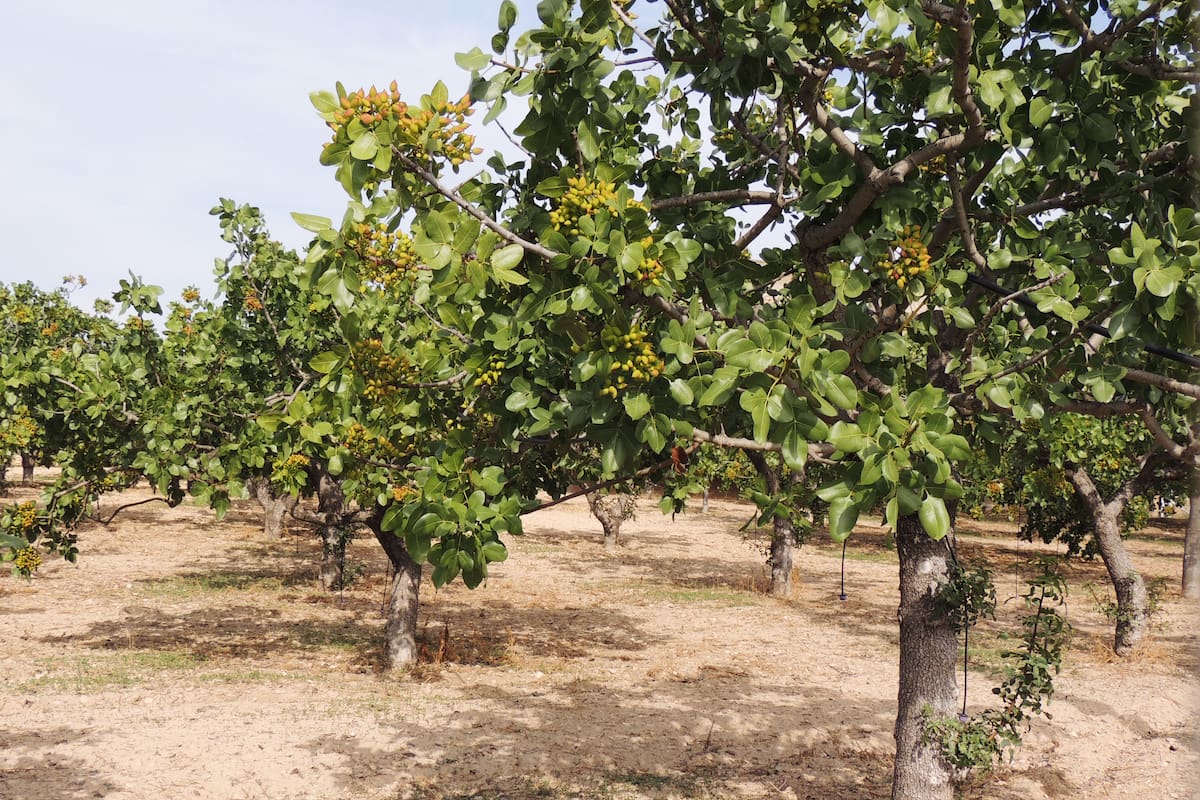 Destacan que el pistacho es una gran apuesta en Mendoza, más allá de la realidad actual y las fluctuaciones de precios a nivel mundial