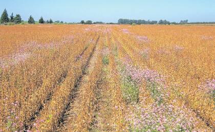 Destacan que gomphrena provoca problemas en el Norte