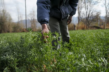 Córdoba, con 610.000 hectáreas de alfalfa, concentra la mayor parte de las exportaciones del país