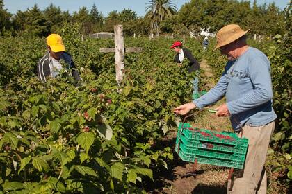 Destinarán los fondos para la agricultura familiar en el Norte