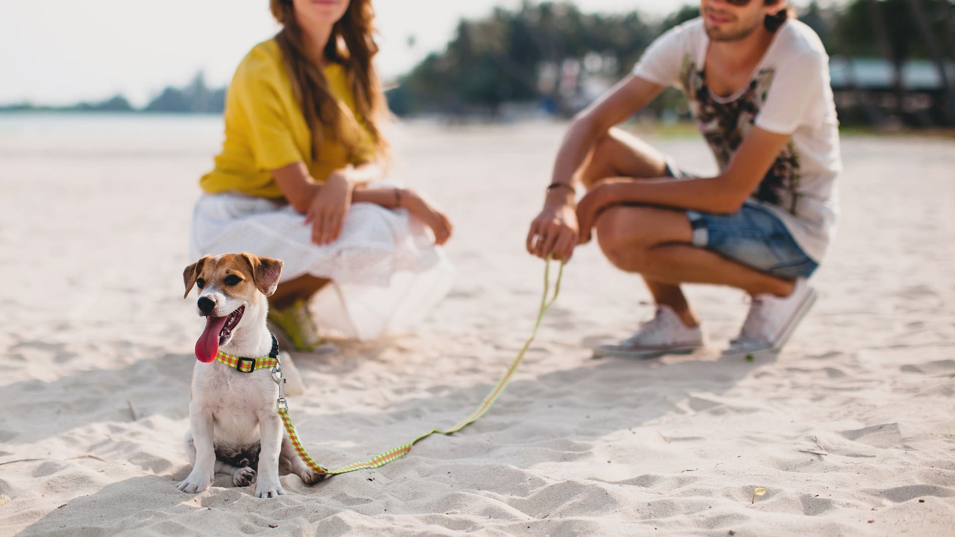 Destinos pet-friendly