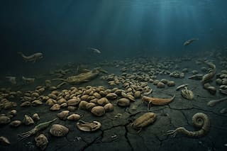 Científicos resuelven el misterio de la mayor extinción masiva de la Tierra