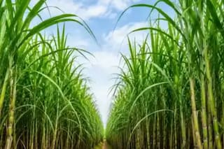 Una nueva tecnología busca transformar la plantación de caña de azúcar y reducir hasta un 90% la semilla utilizada