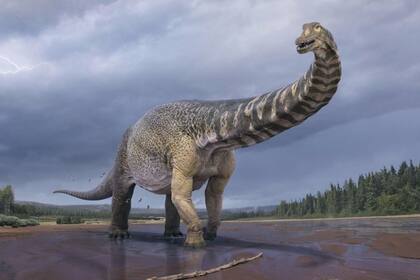 Detallaron que el espécimen alcanzó una altura de 5 a 6,5 metros en la cadera y de 25 a 30 metros de largo y se encuentra entre los 10 a 15 dinosaurios más grandes del mundo