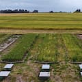 Avanzan con prácticas de manejo que reducen hasta un 54% las pérdidas de suelo