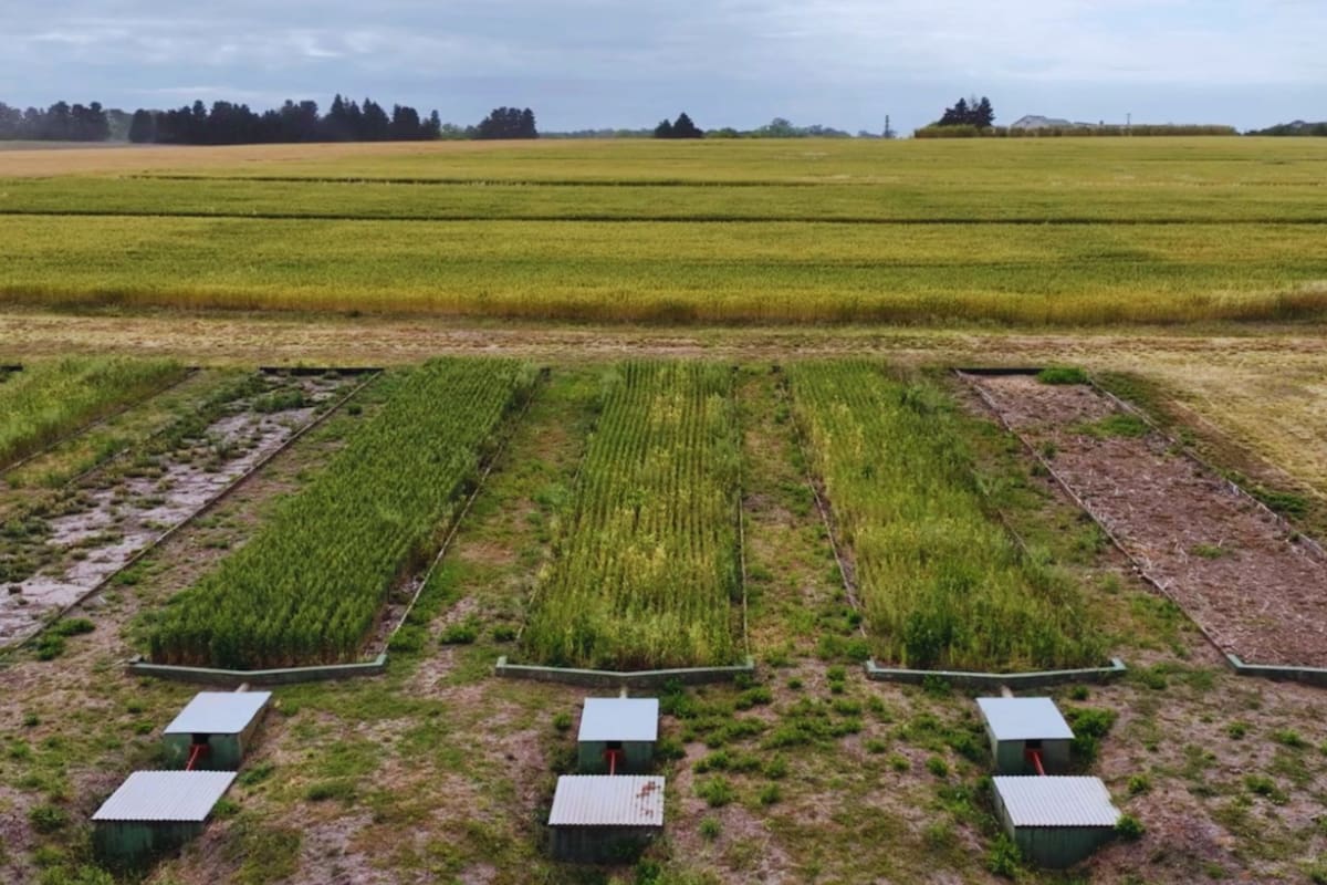 Detallaron que, mientras el monocultivo de soja presenta pérdidas de suelo de hasta 2,2 toneladas por hectárea al año, la inclusión de trigo como cultivo invernal las reduce a la mitad