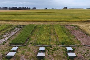 Avanzan con prácticas de manejo que reducen hasta un 54% las pérdidas de suelo