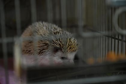 Detalle cercano de un erizo africano pigmeo entre los barrotes, que permite apreciar sus púas y hocico