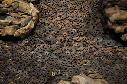Detalle de "Argentina"