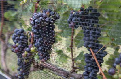 Detalle de las uvas de Finca El Tala.