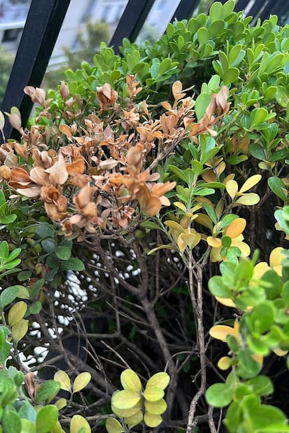 Detalle de una rama de buxus afectada