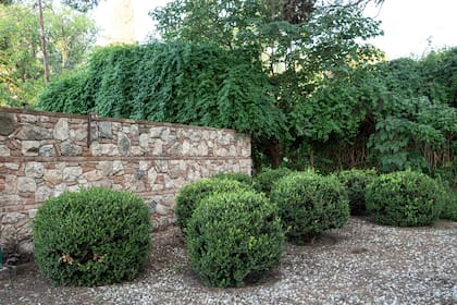 Detalles de los buxus podados como esferas que se recortan contra el muro y conforman un diseño más geométrico.