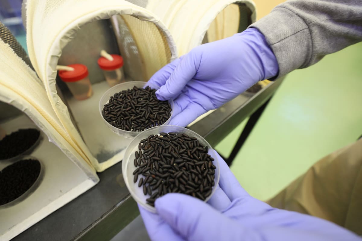 Detectan el primer caso humano de gusano barrenador del Nuevo Mundo en Estados Unidos (COPEG vía AP)