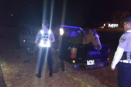 Detenido por circular durante la cuarentena al mando de una camioneta. Borracho, dijo que llevaba a su caballo a la curandera porque lo veía "deprimido"