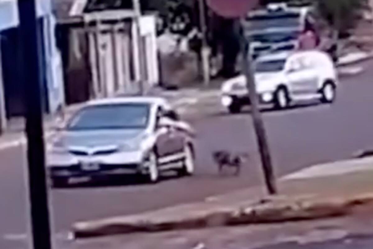Detienen a un hombre que arrastraba a un perro desde su auto en Misiones; el animal fue rescatado por la policía