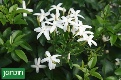 Detrás de cada mata cargada de flores hay un secreto de cultivo que marca la diferencia