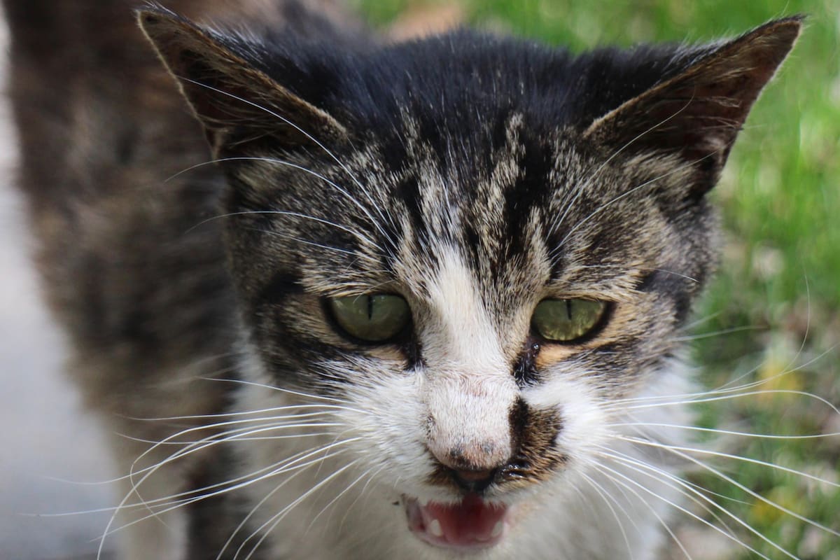 Detrás de cada maullido existe una intención específica