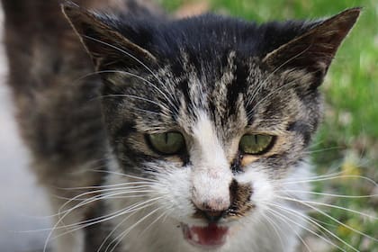 Detrás de cada maullido existe una intención específica