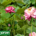 Curiosidades del loto que explican por qué es una de las plantas más admiradas del mundo