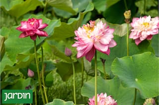 Curiosidades del loto que explican por qué es una de las plantas más admiradas del mundo