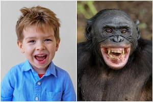 Compararon la risa de los niños y de los simios: encontraron una coincidencia reveladora