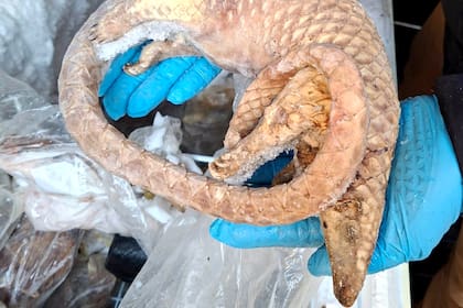 Detuvieron a un hombre con 38 kilos de carne silvestre congelada: ratas de caña, puercoespines y pangolines