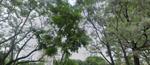 Detuvieron al presunto autor del crimen del boxeador en Colegiales cuando intentaba subir a un auto de aplicación