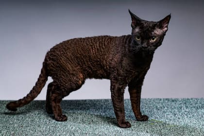 Devon Rex (Foto: iStock)