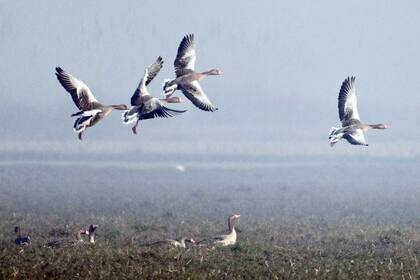 Dhanauri, India. Edición fotográfica de Jesica Rizzo