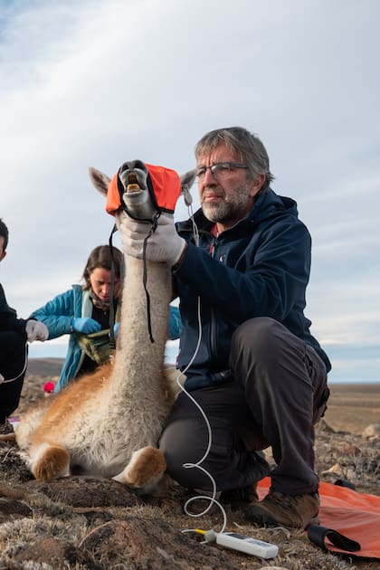 Di Martino le coloca un collar con tecnología VHF y GPS a un guanaco, junto al equipo de rewilding del Parque Patagonia Argentina