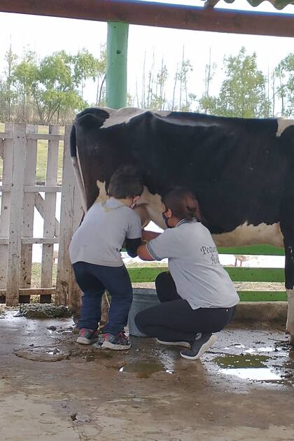 Ordeñar a la vaca Lola, una de las actividades de granja en Pequeña Holanda, Escobar