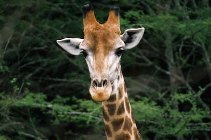 Día del Animal: por qué se celebra el 29 de abril en la Argentina