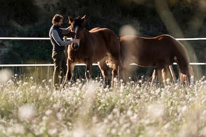 Día del Animal: se celebra en la Argentina cada 29 de abril