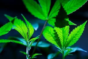Día del Consumo de Cannabis: por qué se celebra hoy y cuál es el significado de 420 (AP Foto/Jenny Kane, archivo)