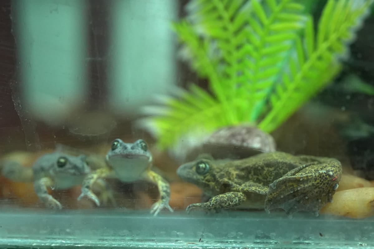 Día Internacional de los Anfibios: el trabajo de la Fundación Temaikén para salvar a la rana patagónica