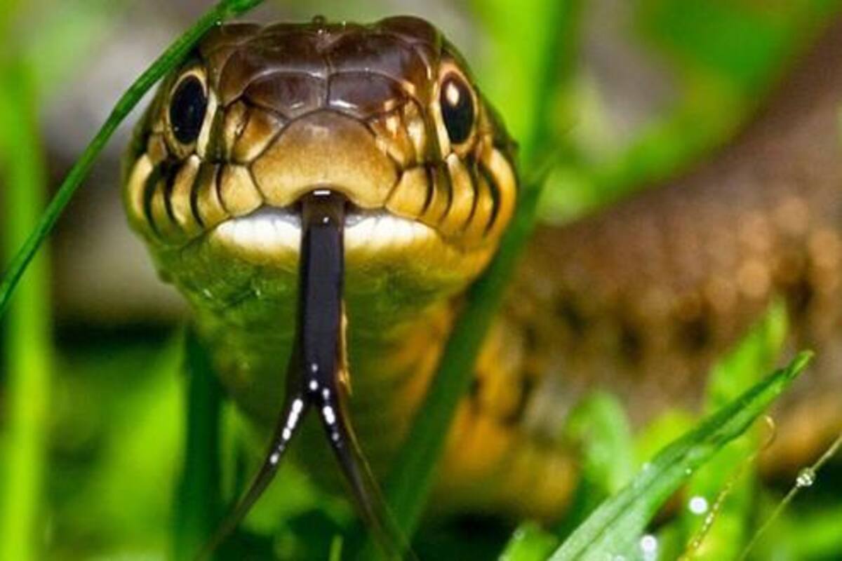 Día Mundial de la Serpiente: la importancia del réptil y qué hacer en caso de mordedura