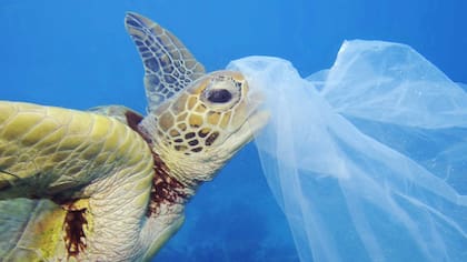 La presencia de plásticos en los océanos representan una grave amenaza para las especies que lo habitan