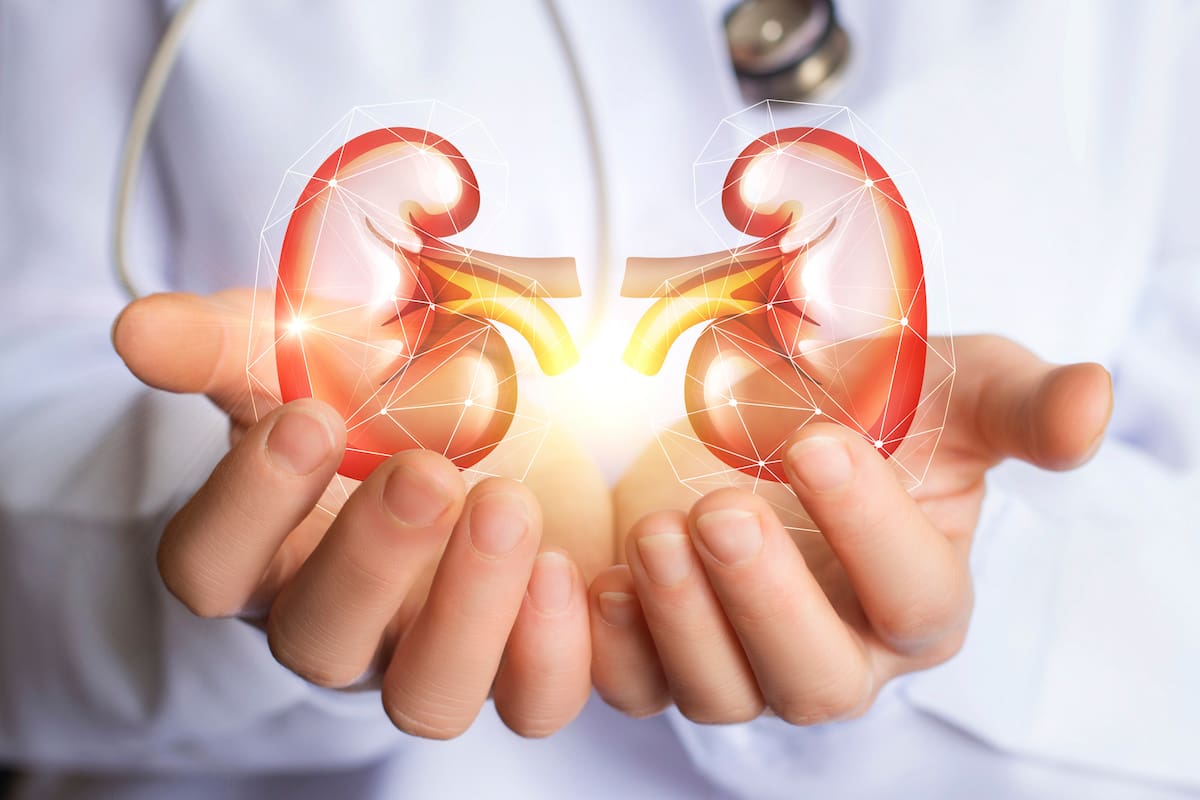 Día Mundial del Riñón: estos dos órganos son imprescindibles ya que, eliminan las toxinas del organismo