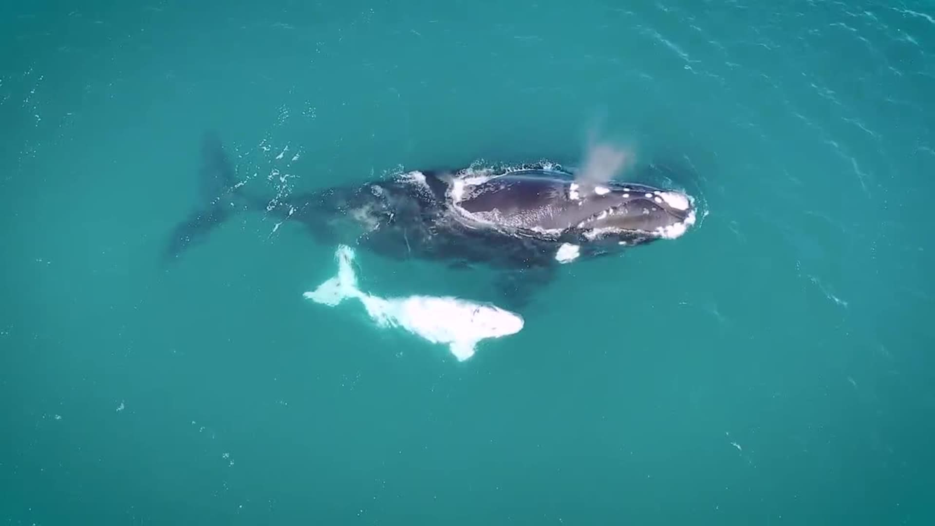 Ballena Franca Austral, Península Valdés