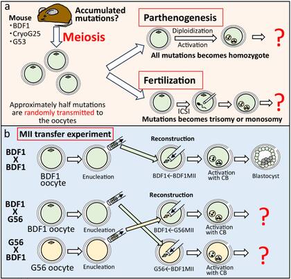 Diagrama esquemático de la prueba de calidad de ovocitos utilizando ratones reclonados BDF1, CryoG25 y G53
