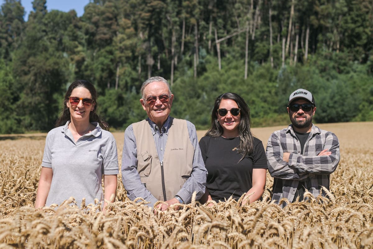Diana Martino (gerente de Investigación de Buck Semillas), Erik von Baer (fundador y mejorador genético de trigo en Campex Baer), Francisca Castillo (CEO de Neocrop Technologies) y Daniel Norero (COO de Neocrop Tecnologies en el campo experimental