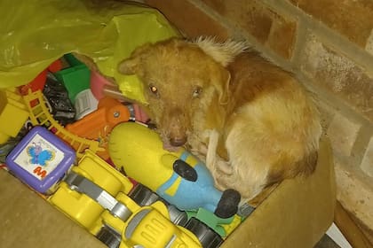 Días antes había buscado refugio en las casas de un barrio humilde de la zona.