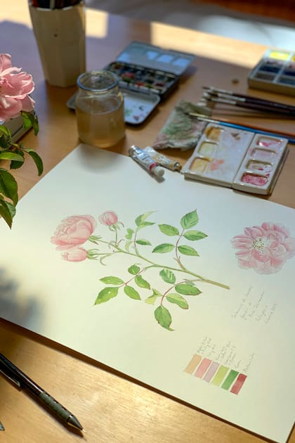 Dibujo de una rosa encontrada en la casa Frey