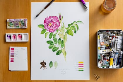 Dibujo de una rosa encontrada en la casa Frey